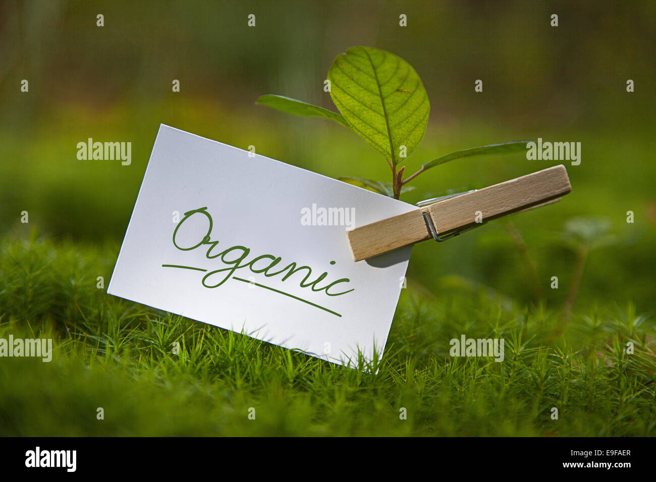 Organic on paper with a seedling Stock Photo