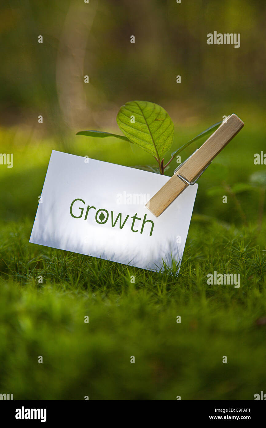 Growth on paper with a seedling Stock Photo