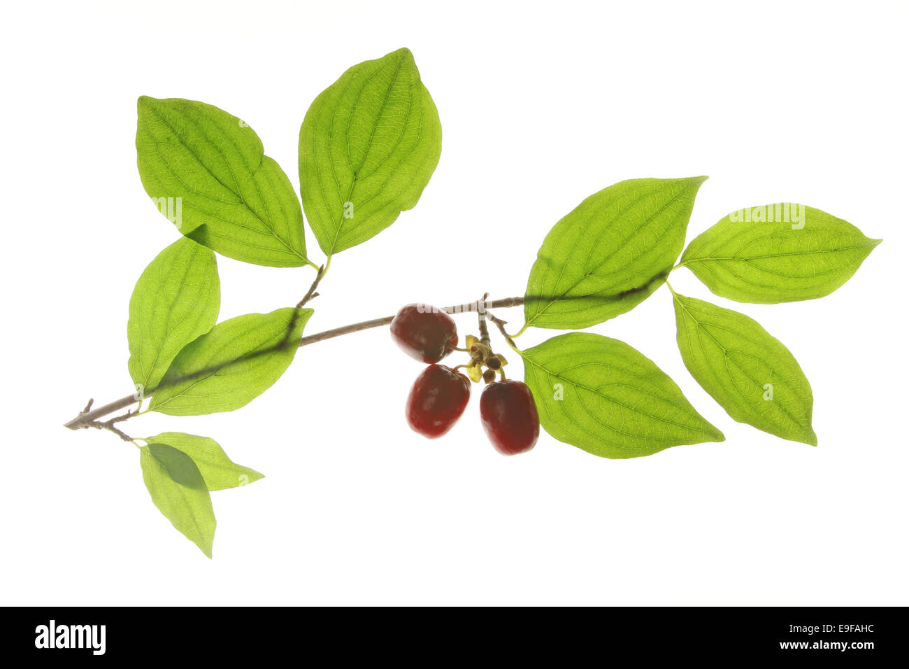 Cornelian cherries (Cornus mas) Stock Photo