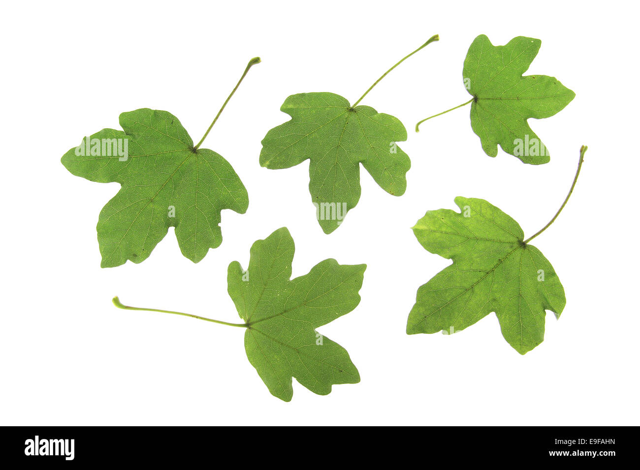 Field maple (Acer campestre Stock Photo - Alamy