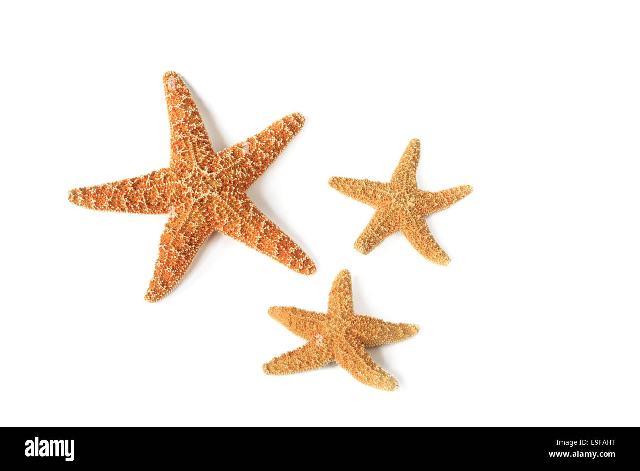 Starfish (Asterias rubens Stock Photo - Alamy