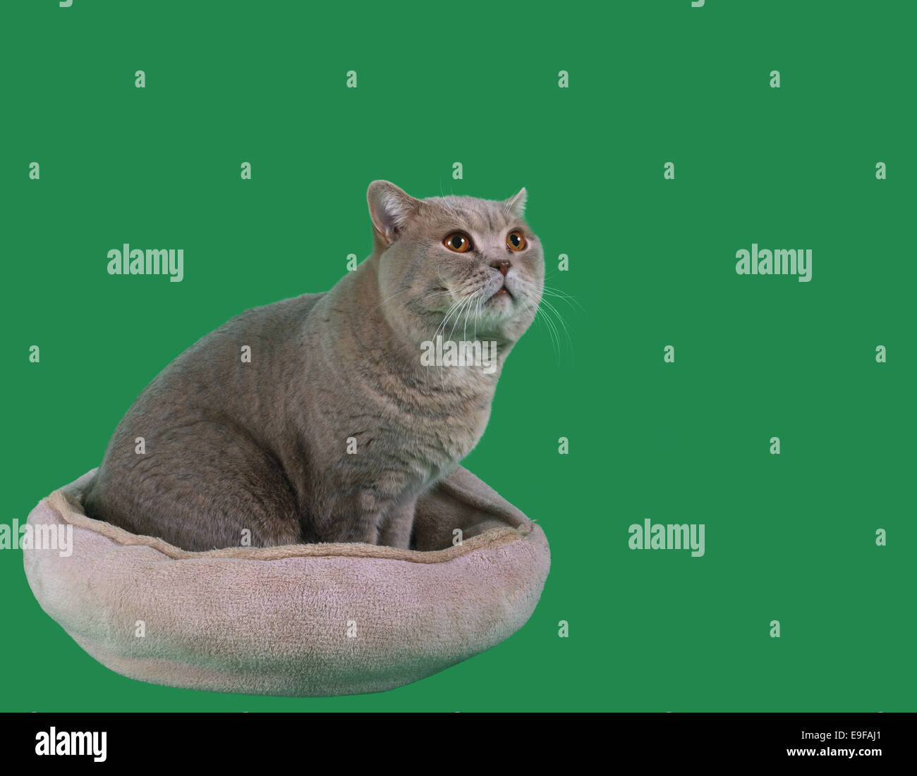 Cat in the Catnap Cutout Stock Photo