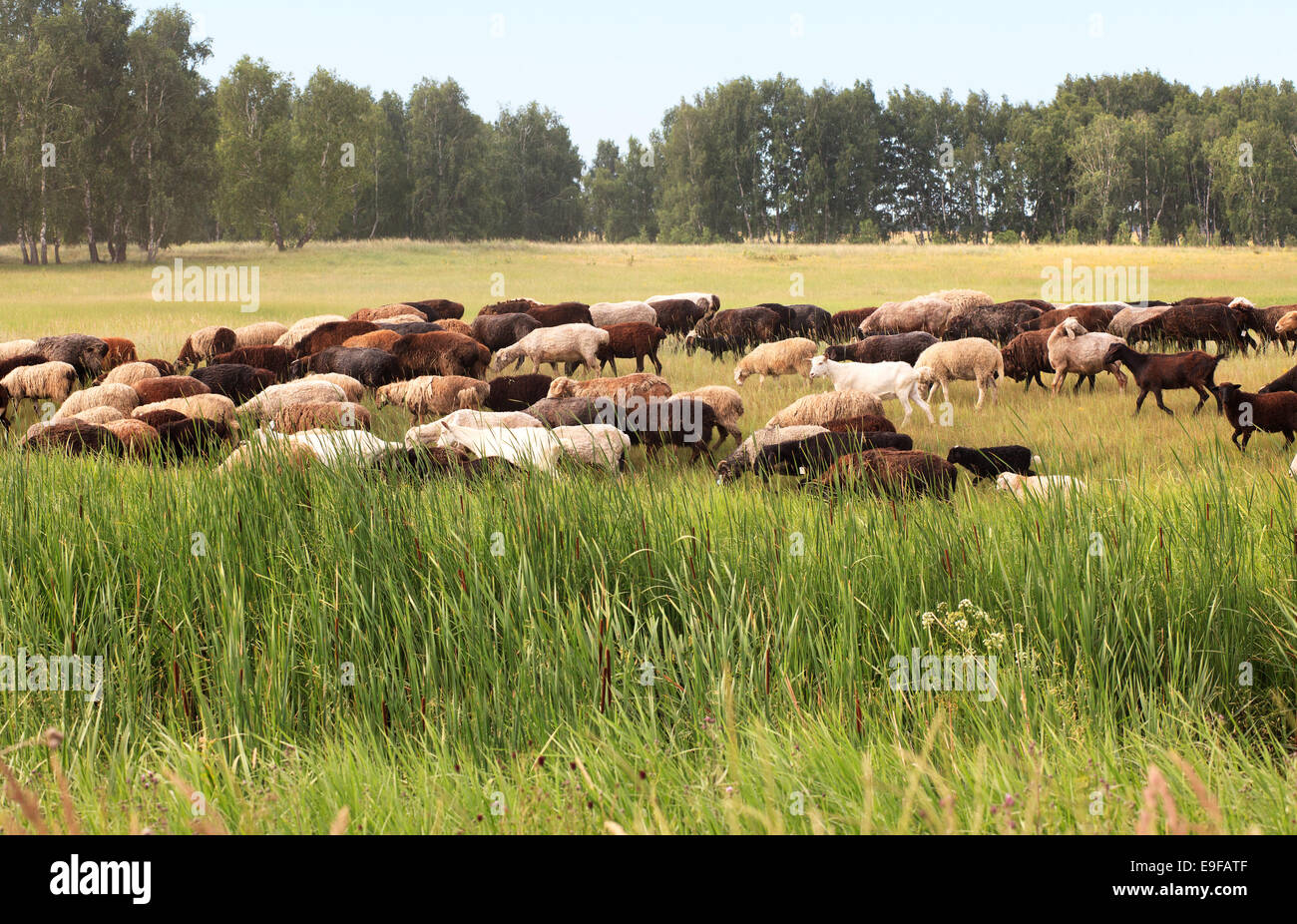 Flock of sheep grazes on a meadow Stock Photo - Alamy