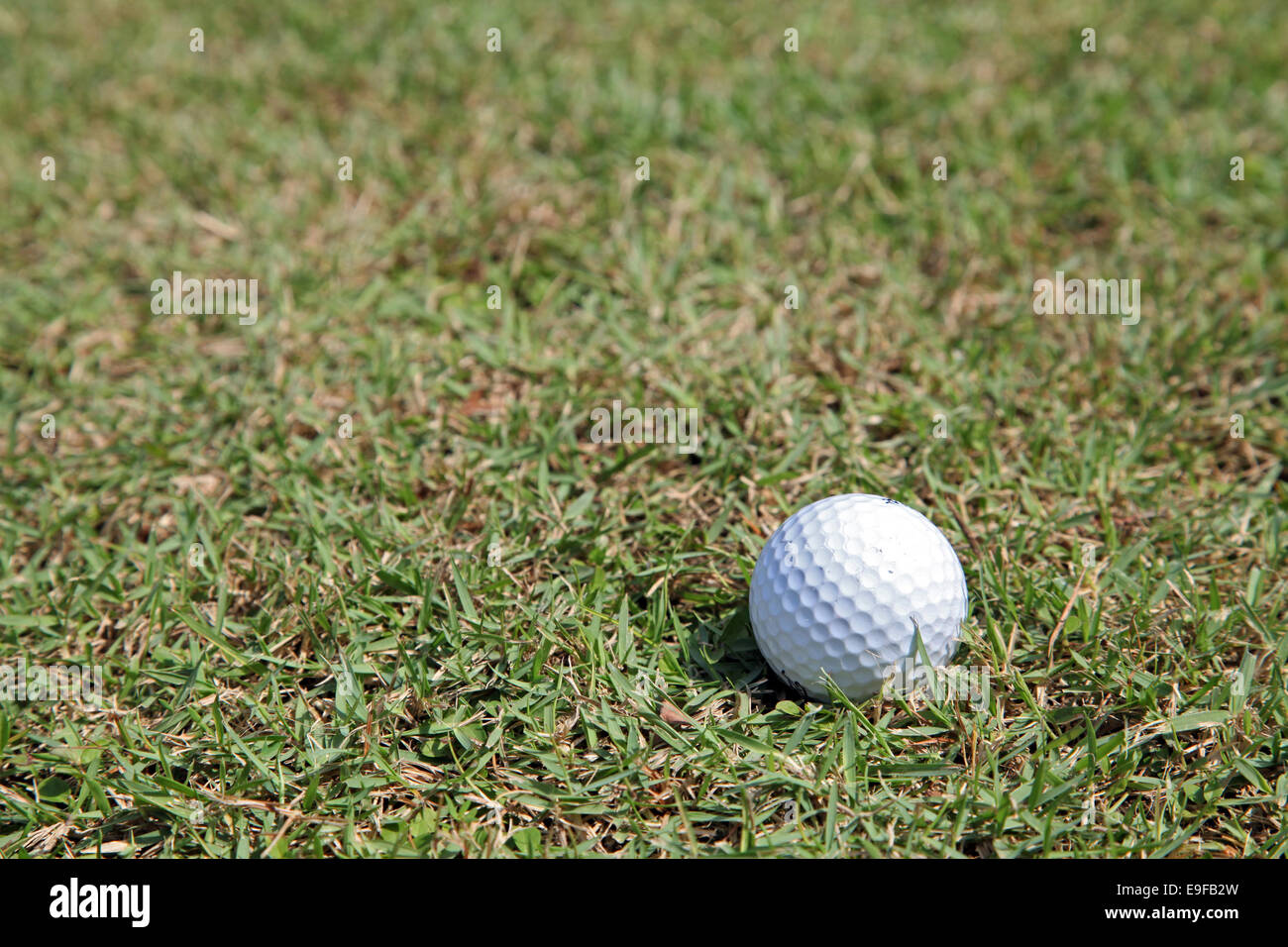 perspective of golf ball green grass Stock Photo Alamy