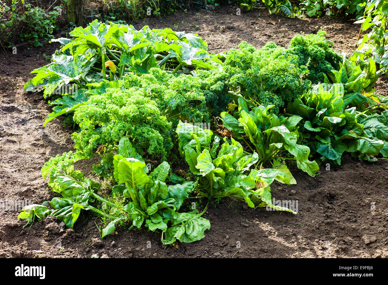 Vegetables in small garden hi-res stock photography and images - Alamy
