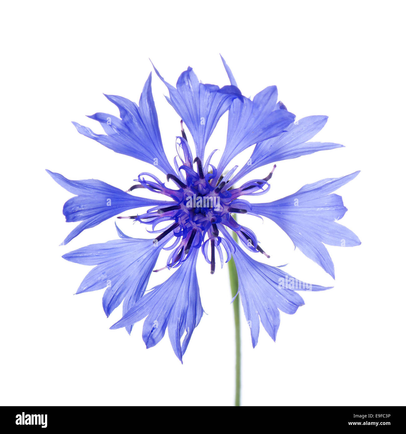 Beautiful blue cornflower Stock Photo