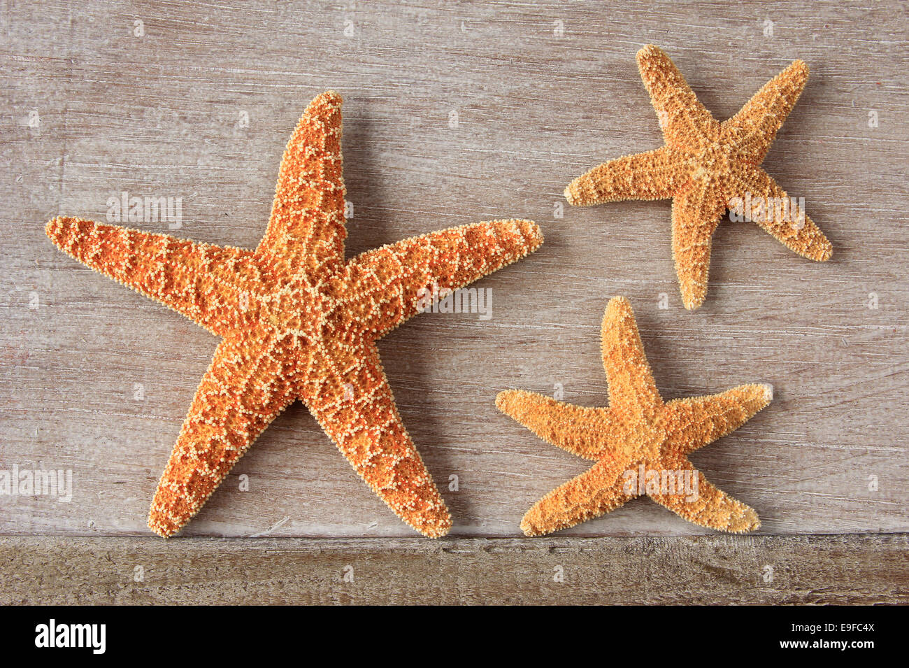 Starfish (Asterias rubens), North Sea Stock Photo