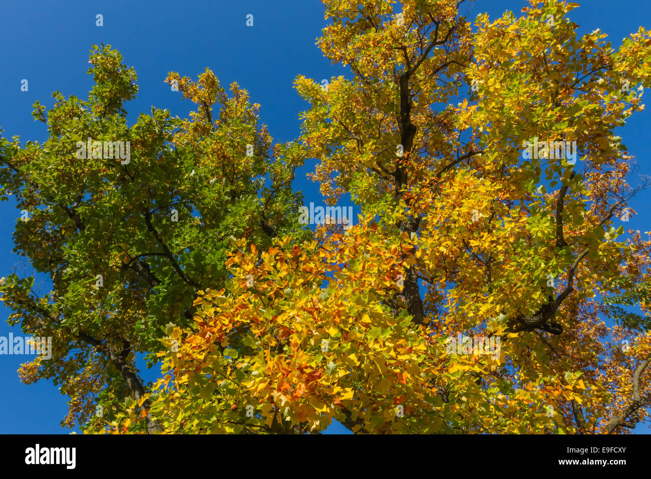 Autumn tree against blue sky Stock Photo - Alamy
