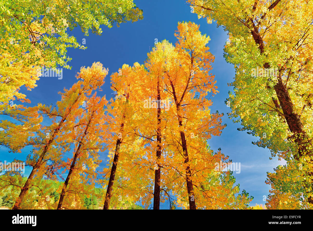 Spain, Castilla-Leon: Autumn trees in the riverside of rio Duero at Soto Playa island in Soria Stock Photo