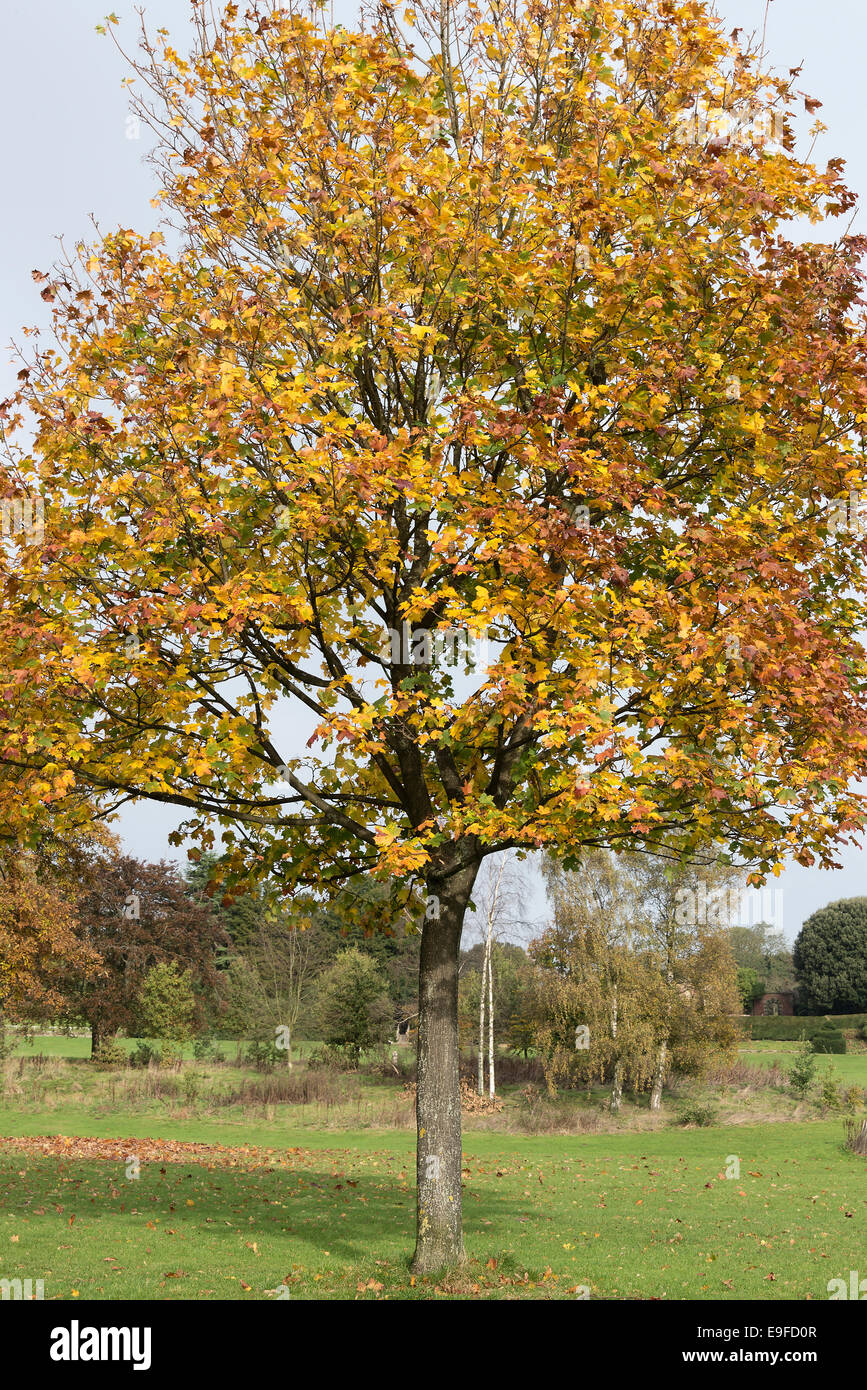 Autumn Colours and Tints of Sycamore Tree in Cannon Hall Country Park Cawthorne near Barnsley South Yorkshire England UK Stock Photo