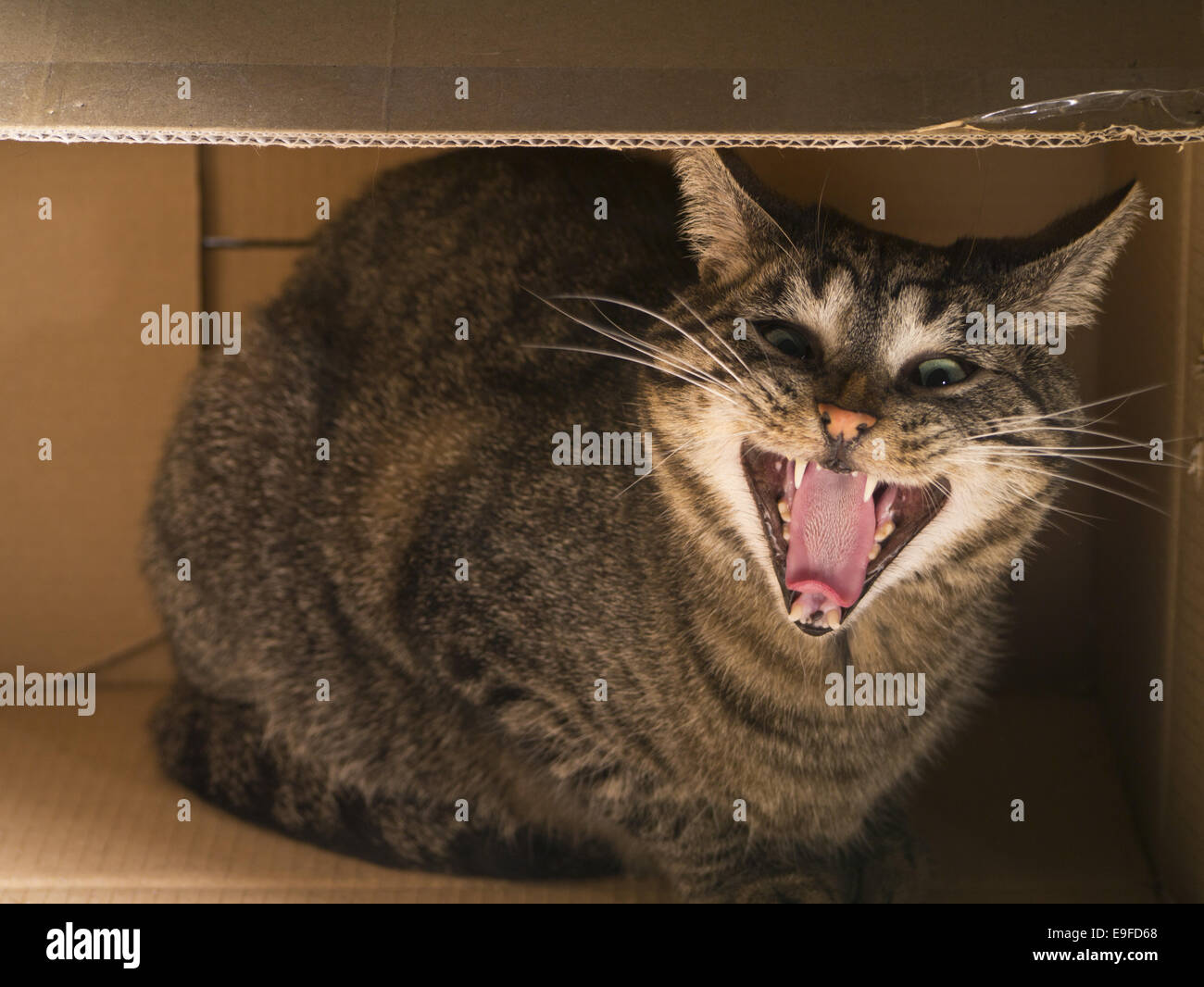 Hissing cat in a carton Stock Photo
