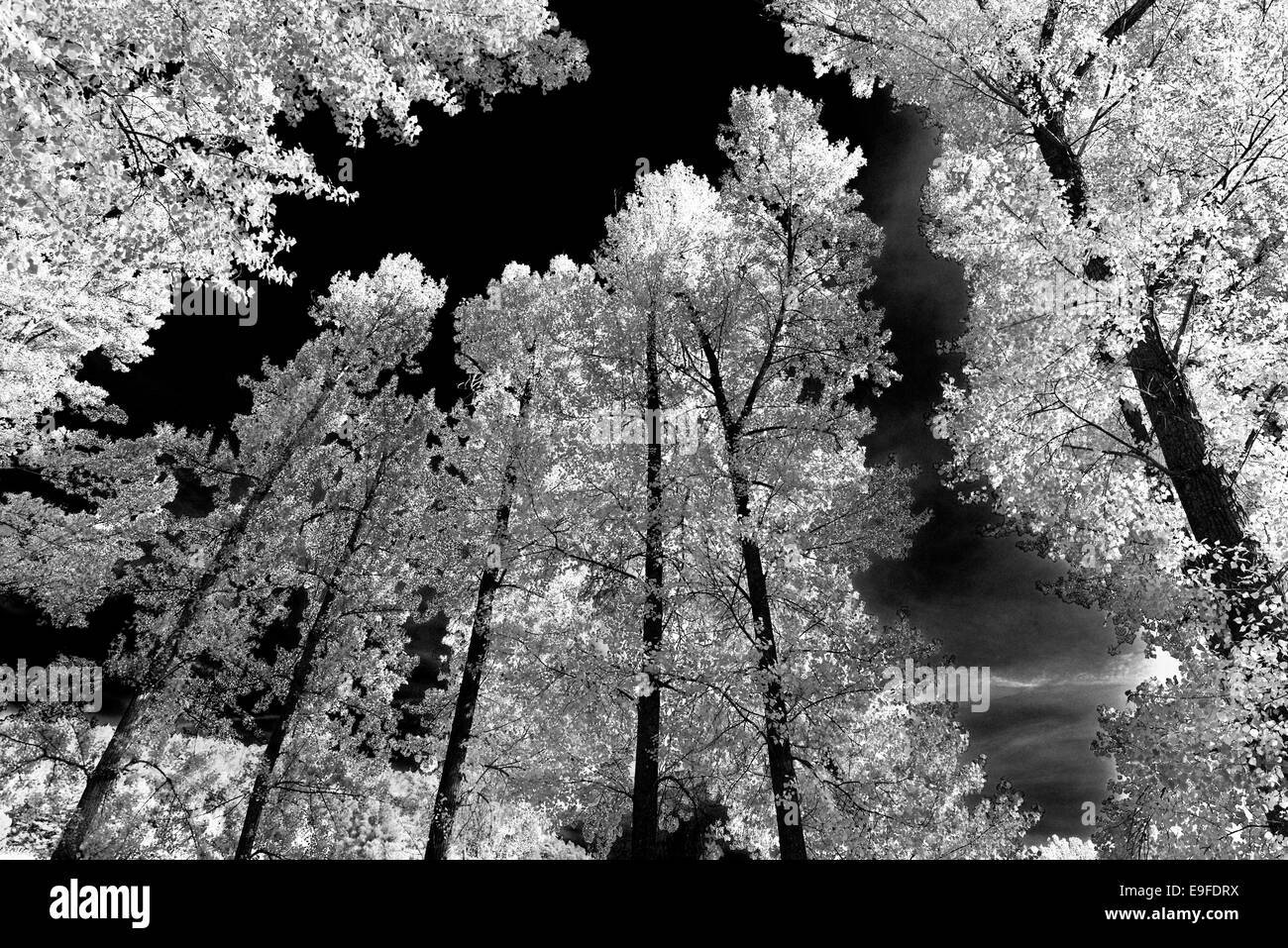 Spain, Castilla-Leon: Trees at riverside of rio Duero at Soto Playa island  in Soria as black and white version Stock Photo