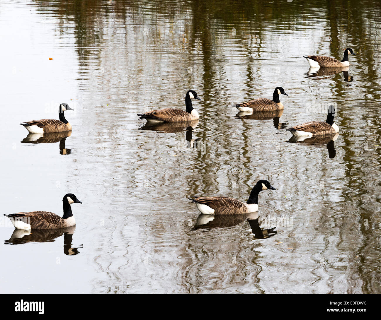 Canada Geese Swimming in Water on Cawthorne Dyke at Cannon Hall Country Park Barnsley South Yorkshire England United Kingdom UK Stock Photo