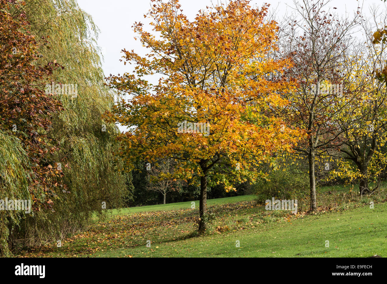 Autumn Colours and Tints of Sycamore Tree in Cannon Hall Country Park Cawthorne near Barnsley South Yorkshire England UK Stock Photo