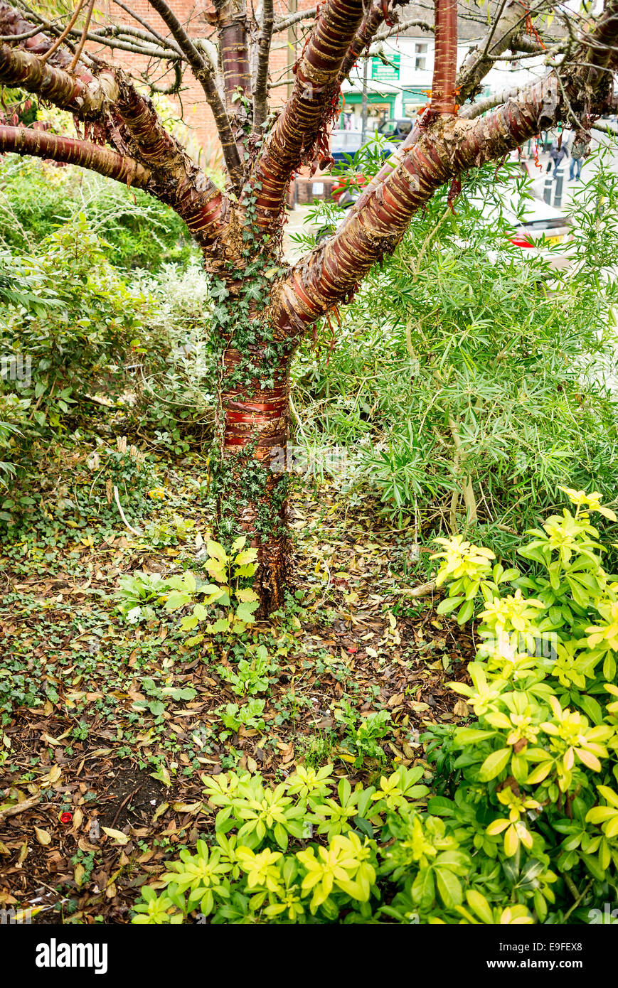 Prunus Tree in shrubbery in Westbury UK Stock Photo