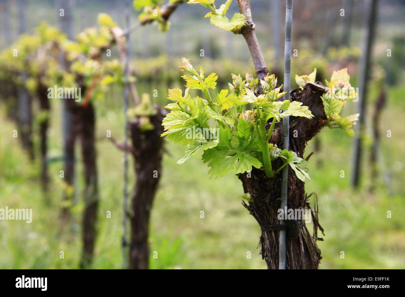 Shoots in grapevine (Vitis vinifera) Stock Photo