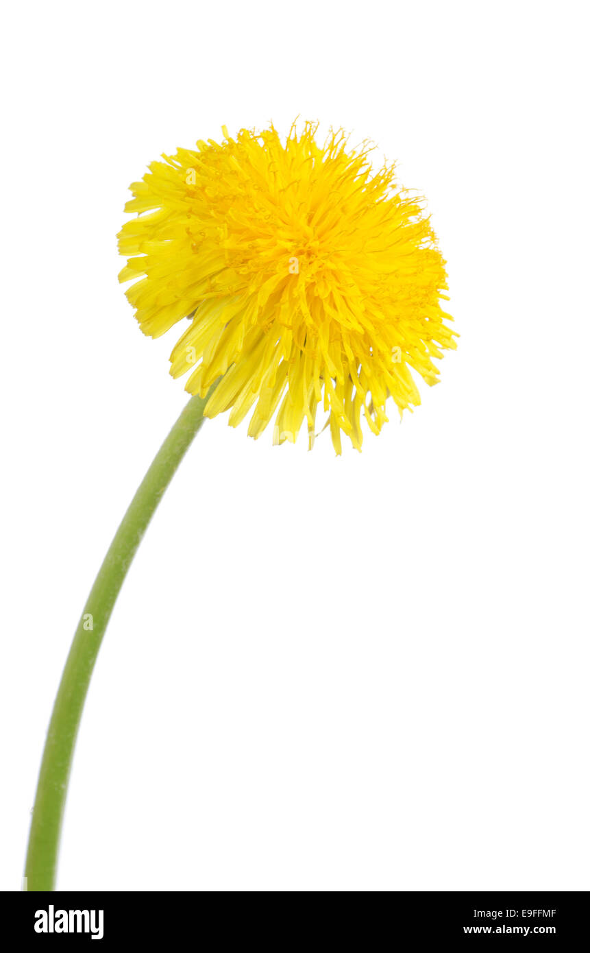 Yellow dandelion isolated on a white Stock Photo