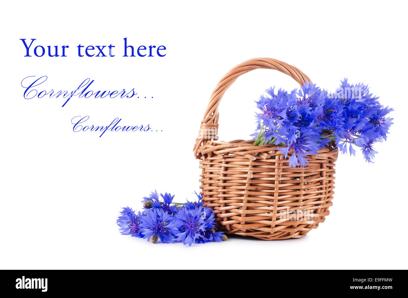 Beautiful blue cornflower Stock Photo