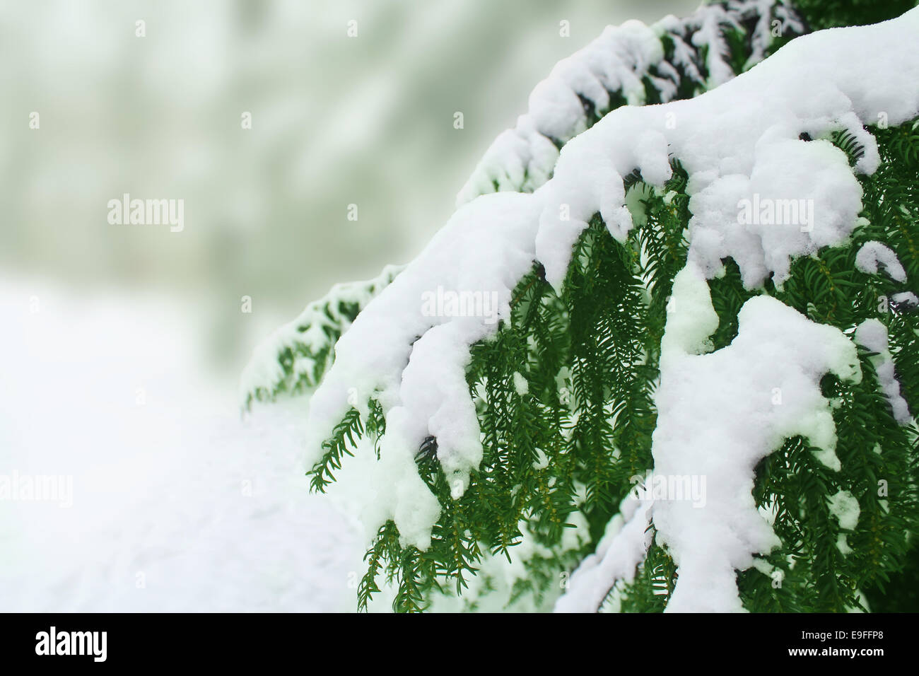 Pine needles covered with soft white snow hi-res stock photography and ...