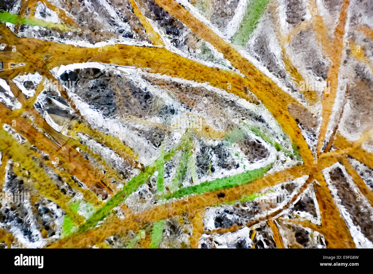 Plants in ice Stock Photo Alamy