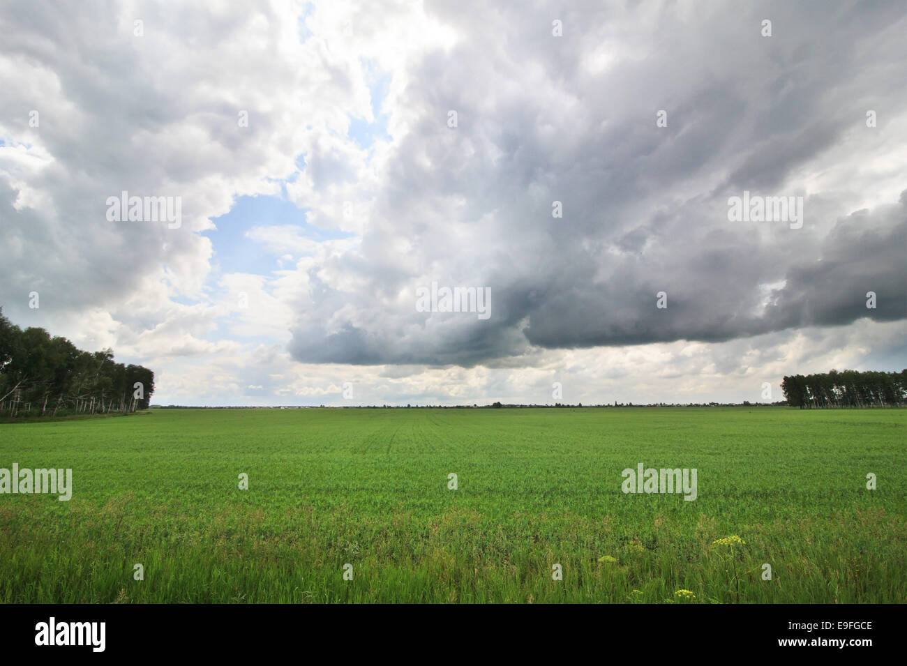 Clouds over the green field of wheat Stock Photo - Alamy