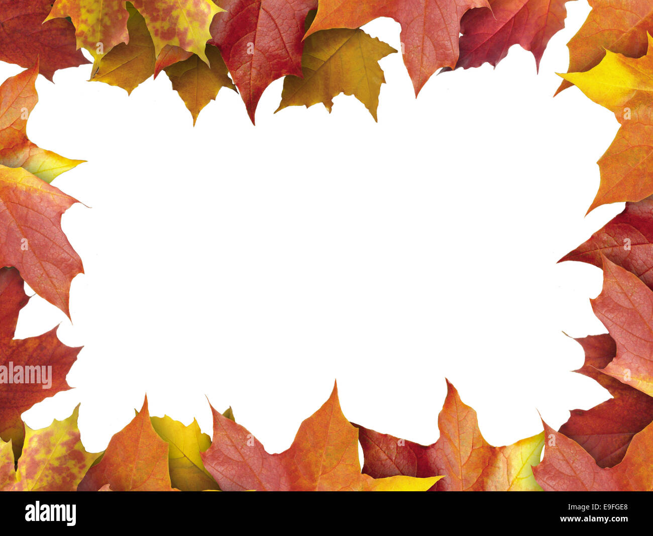 autumn leaves frame on white background Stock Photo - Alamy
