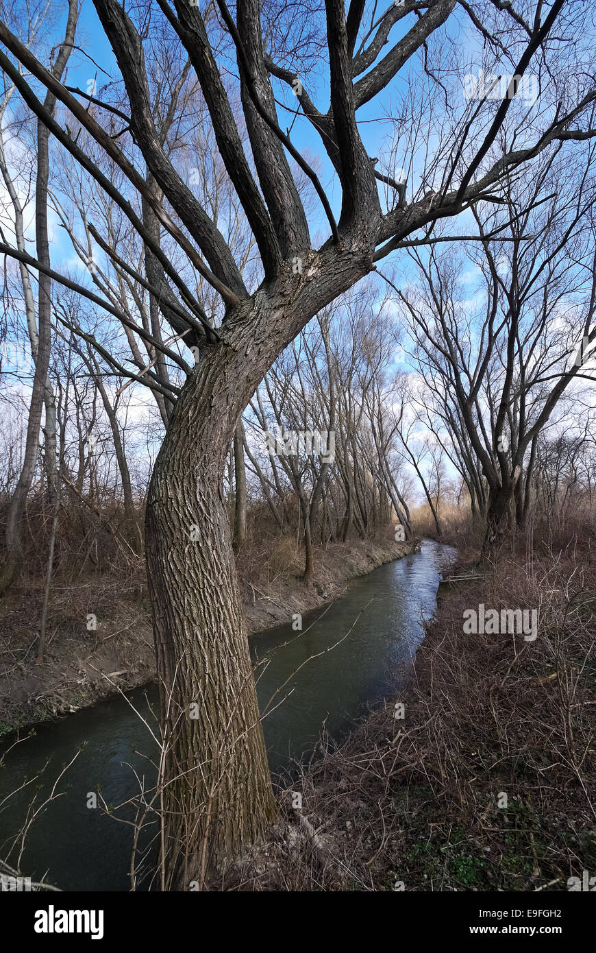 Trees at riverside Stock Photo Alamy