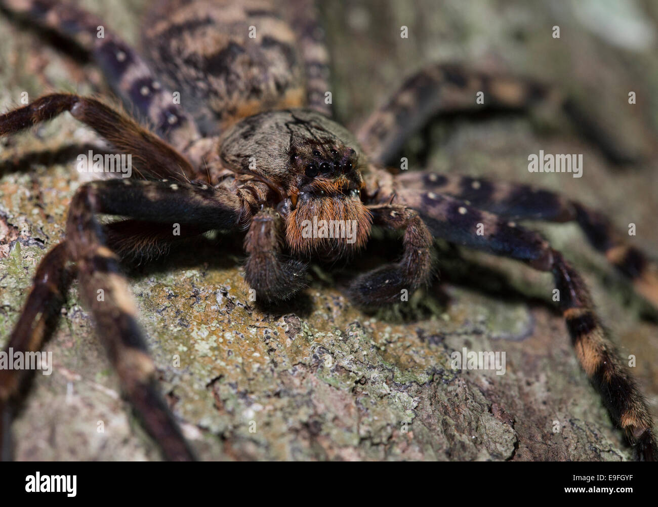 Huntsman spider hi-res stock photography and images - Alamy