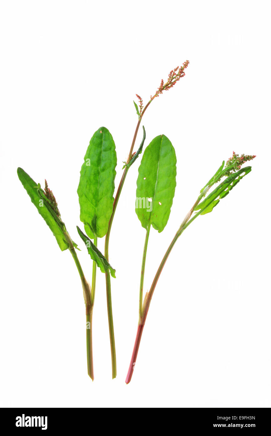 Garden sorrel (Rumex acetosa) Stock Photo
