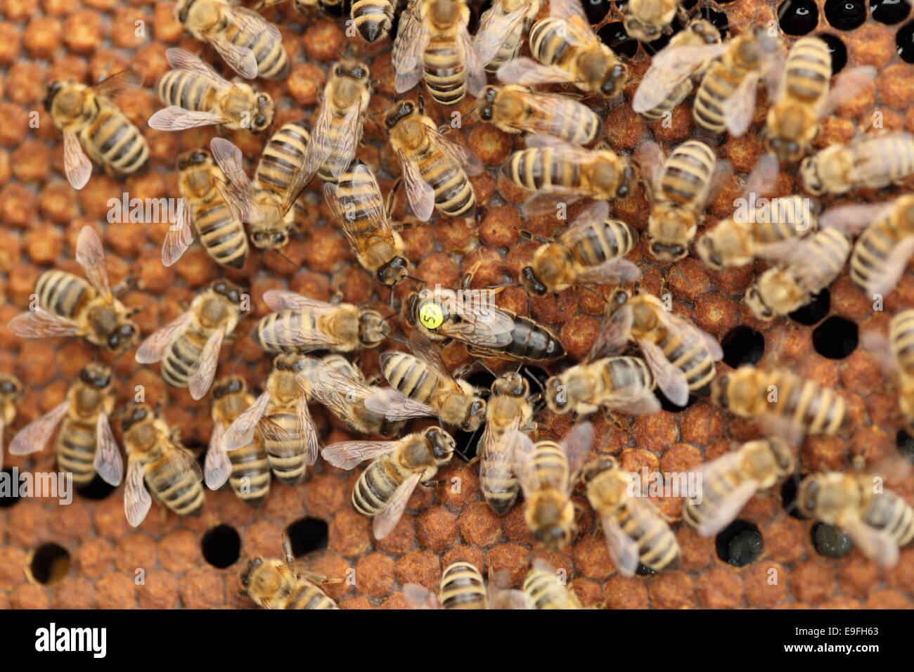 honey bee queen Stock Photo Alamy