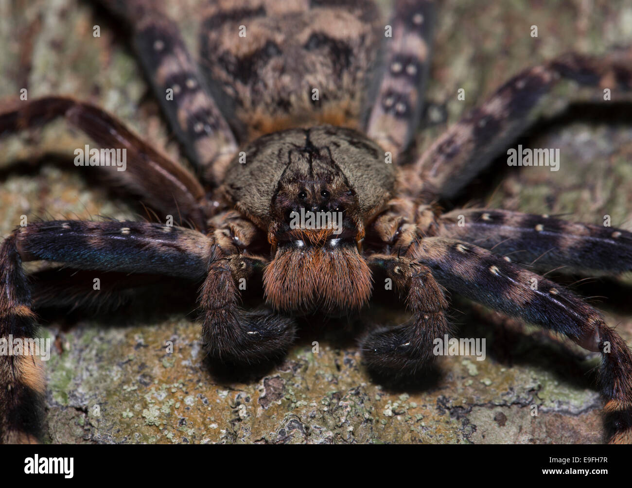 Huntsman Spider Sparassidae Sp Kaeng Krachan National Park