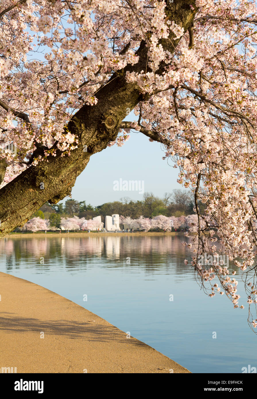 Detail of japanese cherry blossom flowers Stock Photo