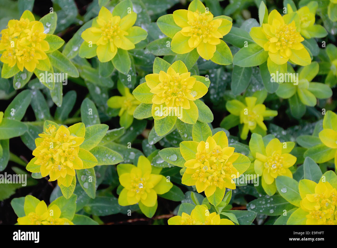 Yellow flower in summer Stock Photo Alamy