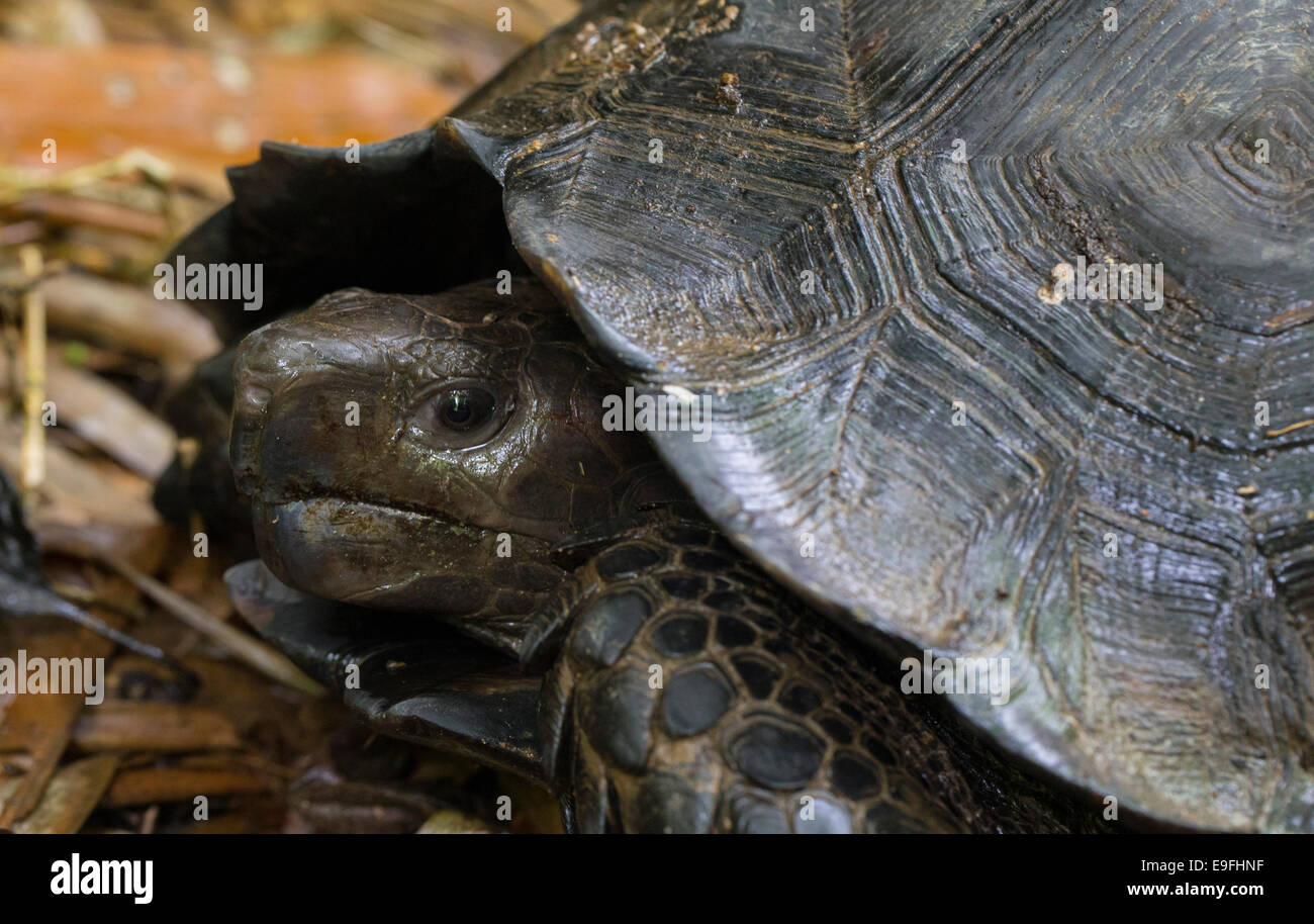 Asian Forest Tortoise (Manouria emys), Kaeng Krachan National Park, Thailand Stock Photo