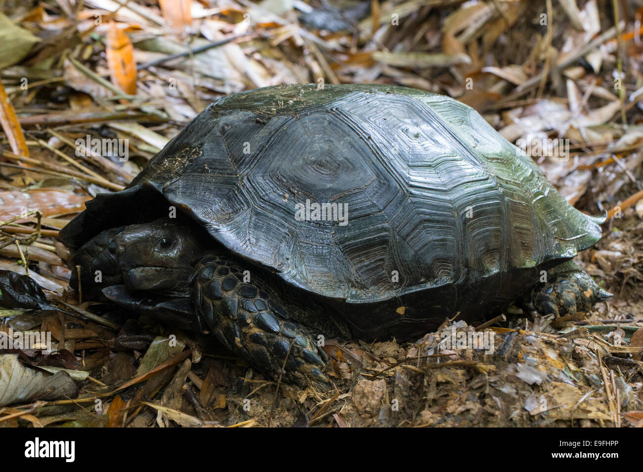Asian Forest Tortoise (Manouria emys), Kaeng Krachan National Park, Thailand Stock Photo