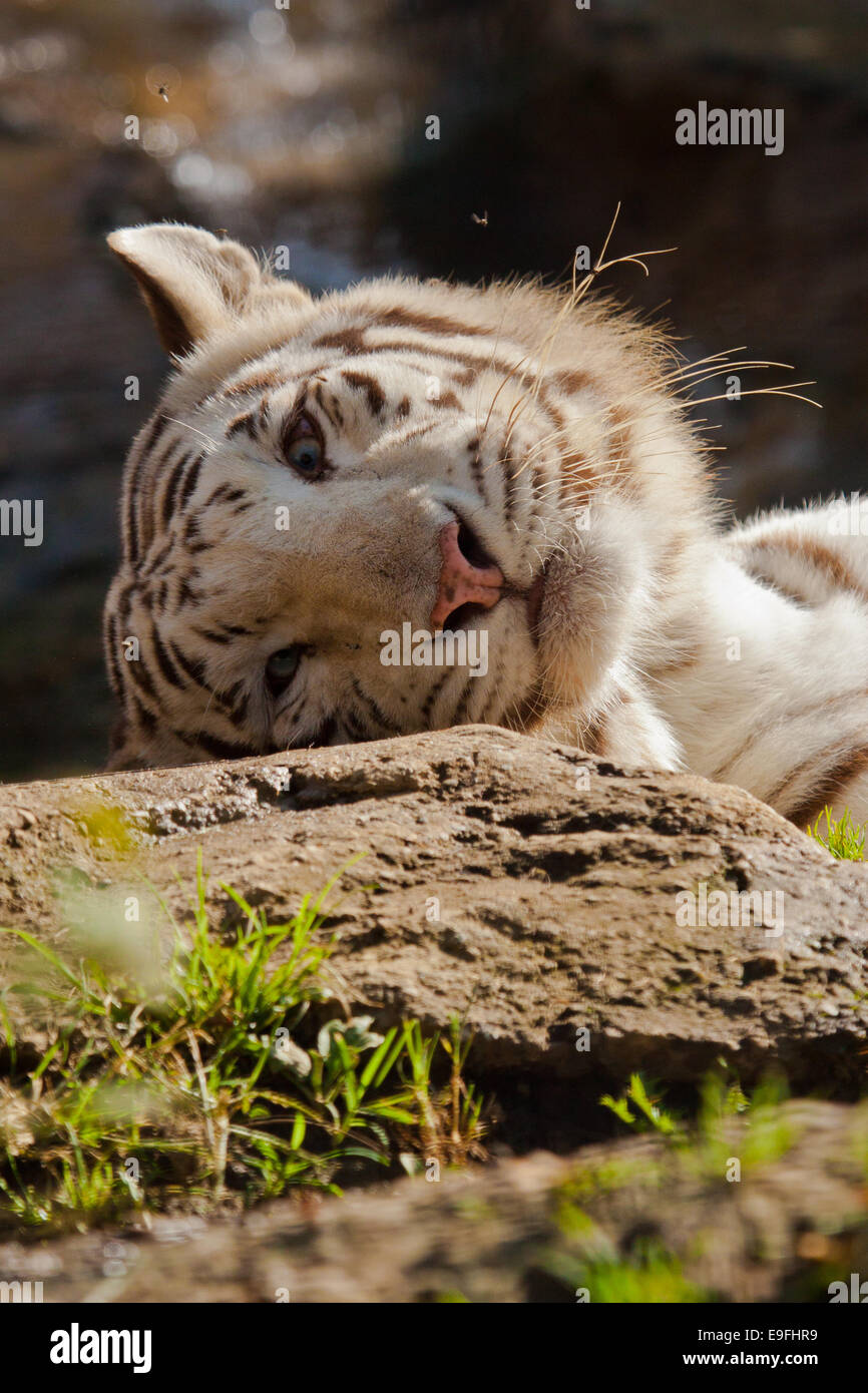 White Bengal tiger (Panthera tigris tigris) Stock Photo