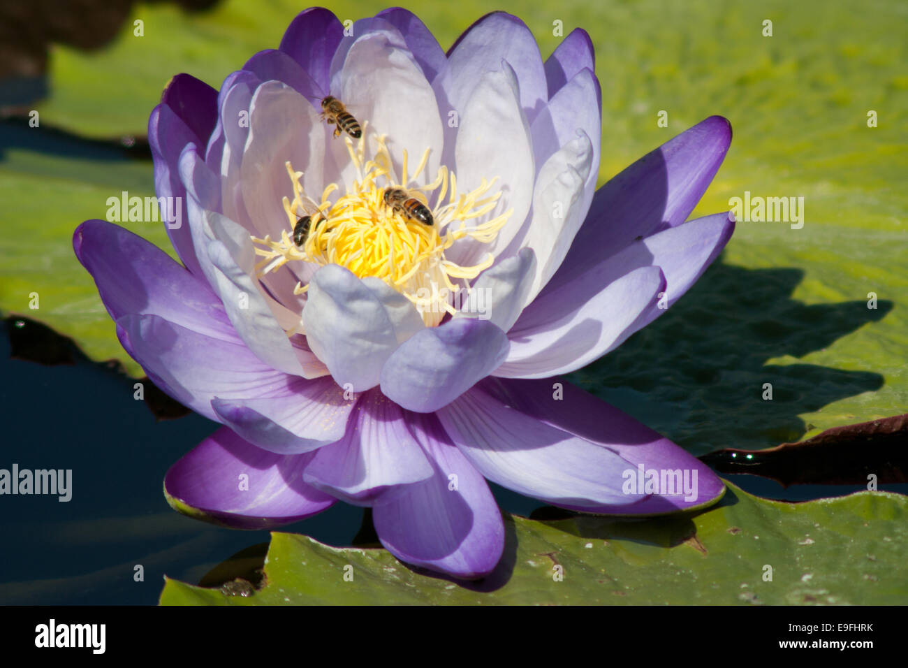 Water lily (Nymphaea) Stock Photo
