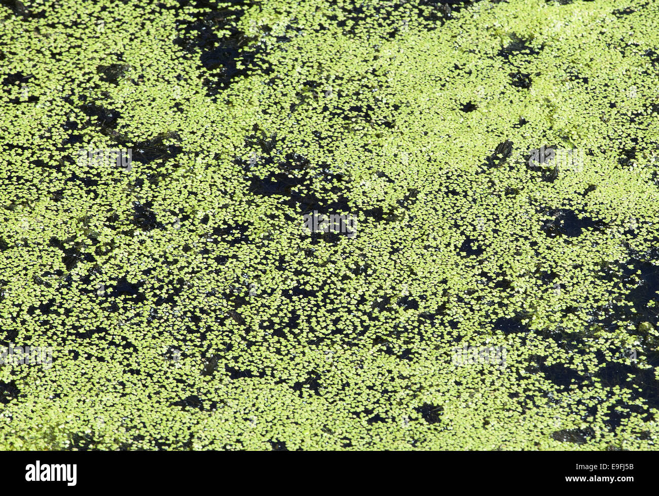 Green duckweed in dead-water of a lake Stock Photo