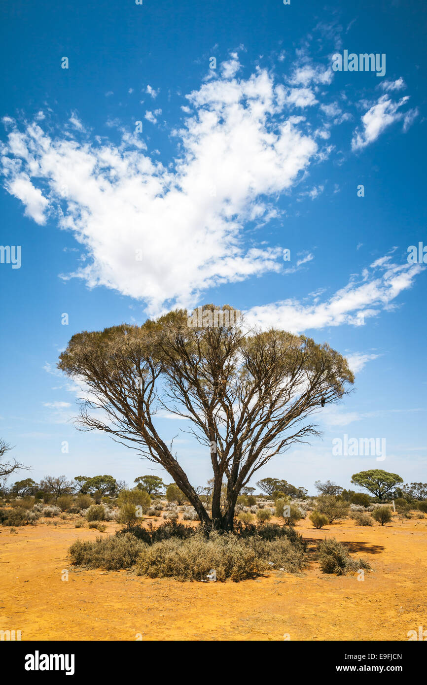 bush tree Australia Stock Photo