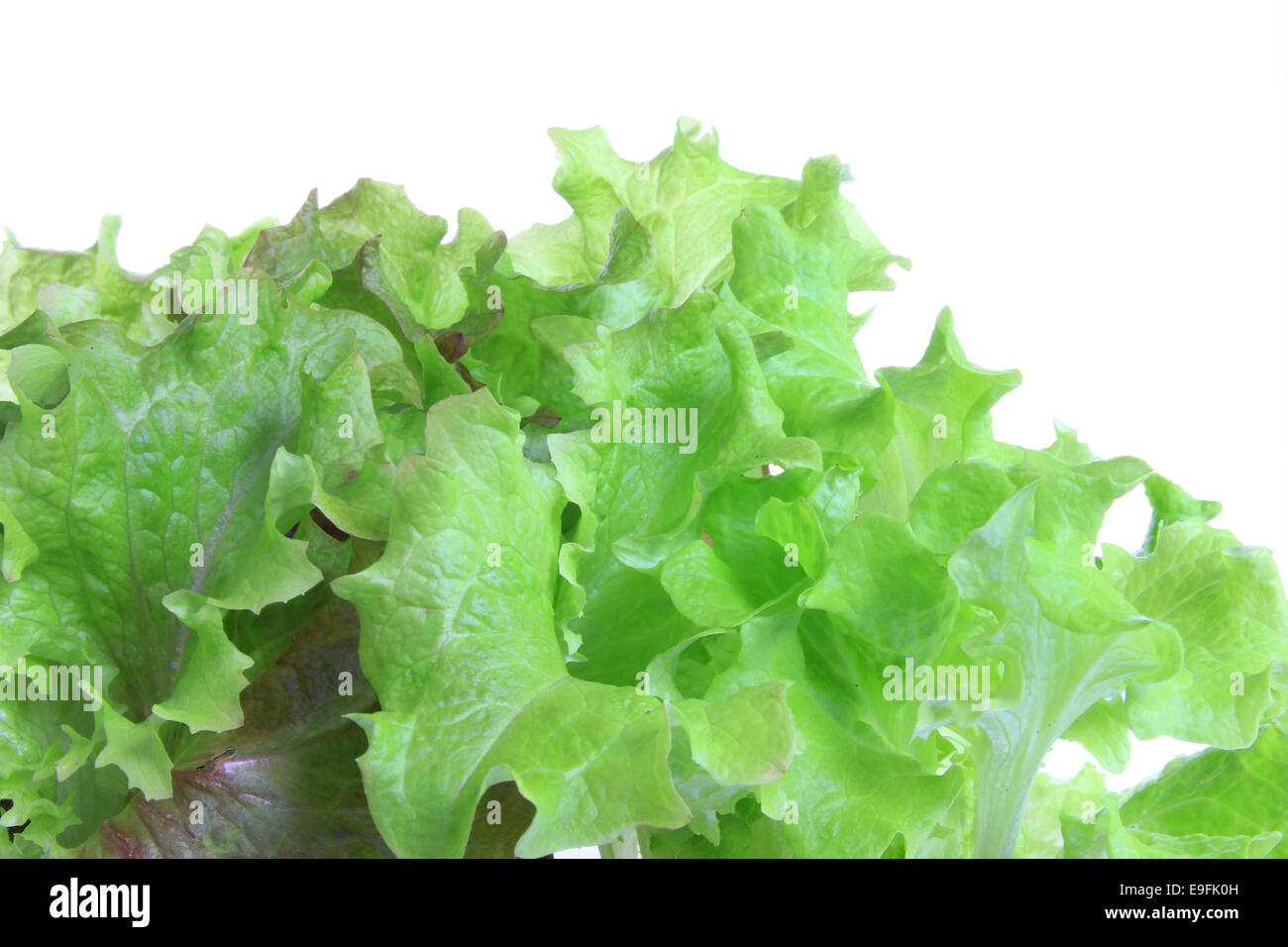 Lettuce seedling hires stock photography and images Alamy