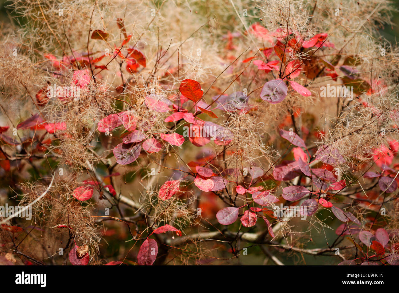 characteristic smoke bush in Autumn Jane Ann Butler Photography JABP1317 Stock Photo