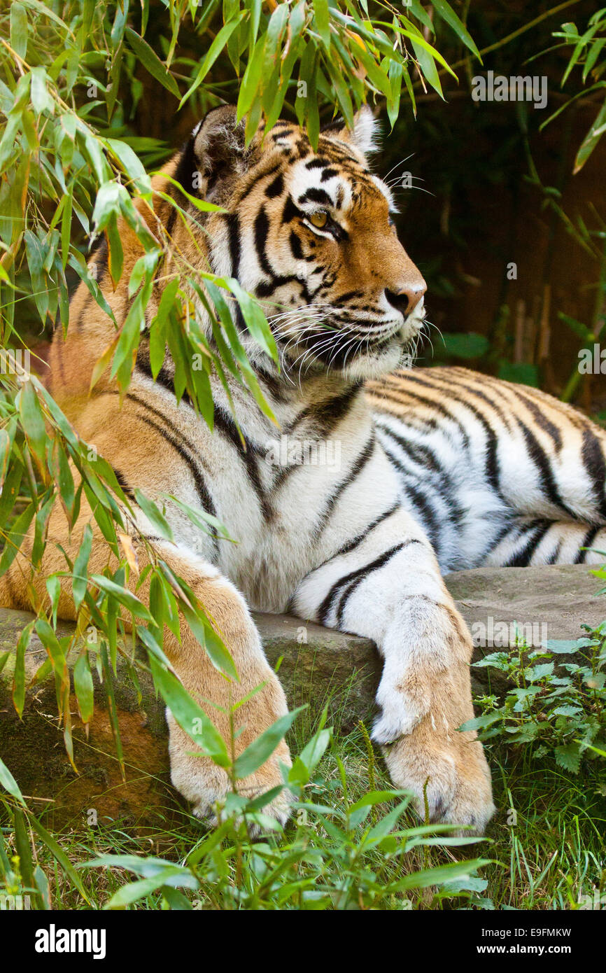 Siberian tiger (Panthera tigris altaica) Stock Photo