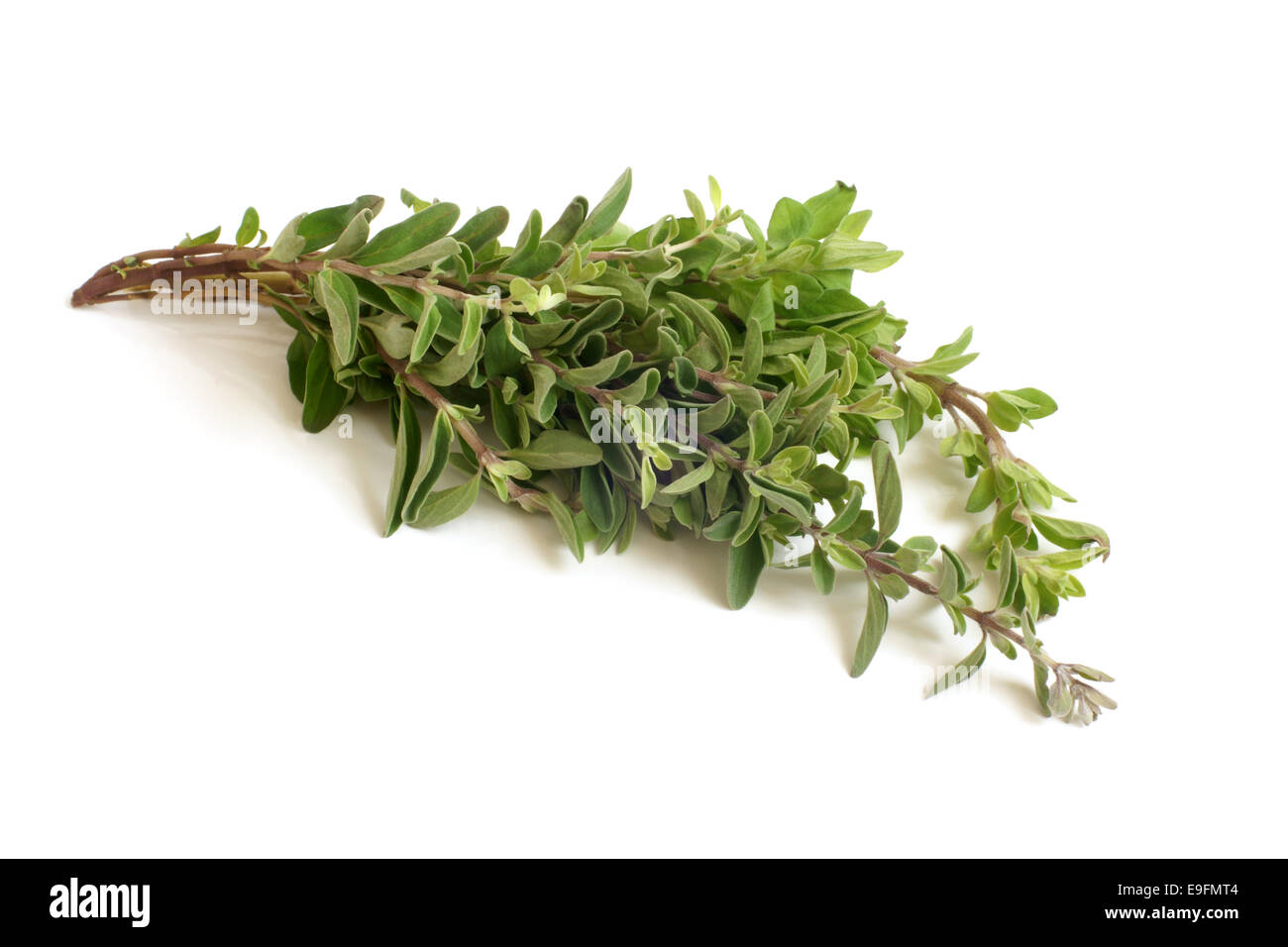 Fresh thyme twigs Stock Photo