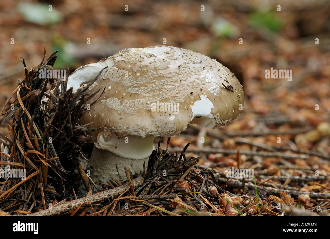 Grey Spotted Amanita Fungus Amanita excelsa Growing in Pine Tree