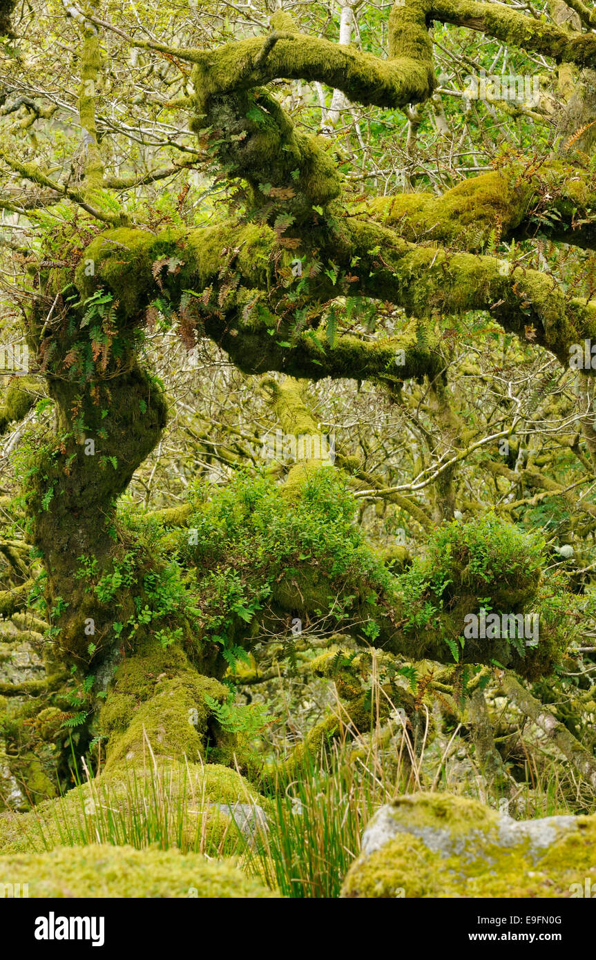 Moss covered Granite Boulders & Oak Trees with epiphytic mosses