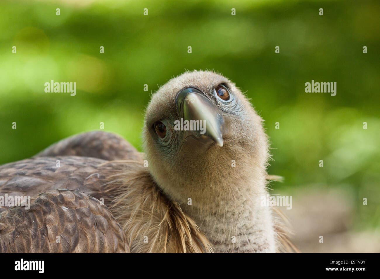 Griffon Vulture (Gyps fulvus) Stock Photo