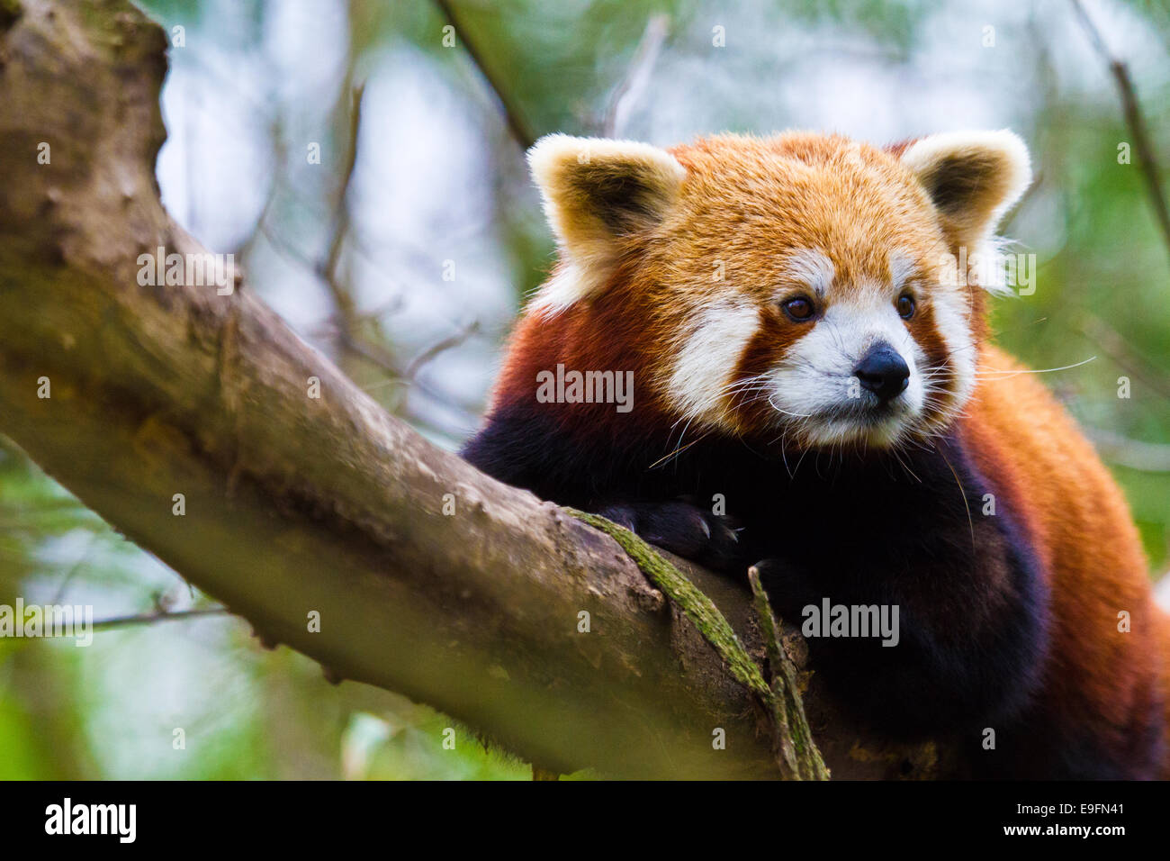 Red panda (Ailurus fulgens Stock Photo - Alamy