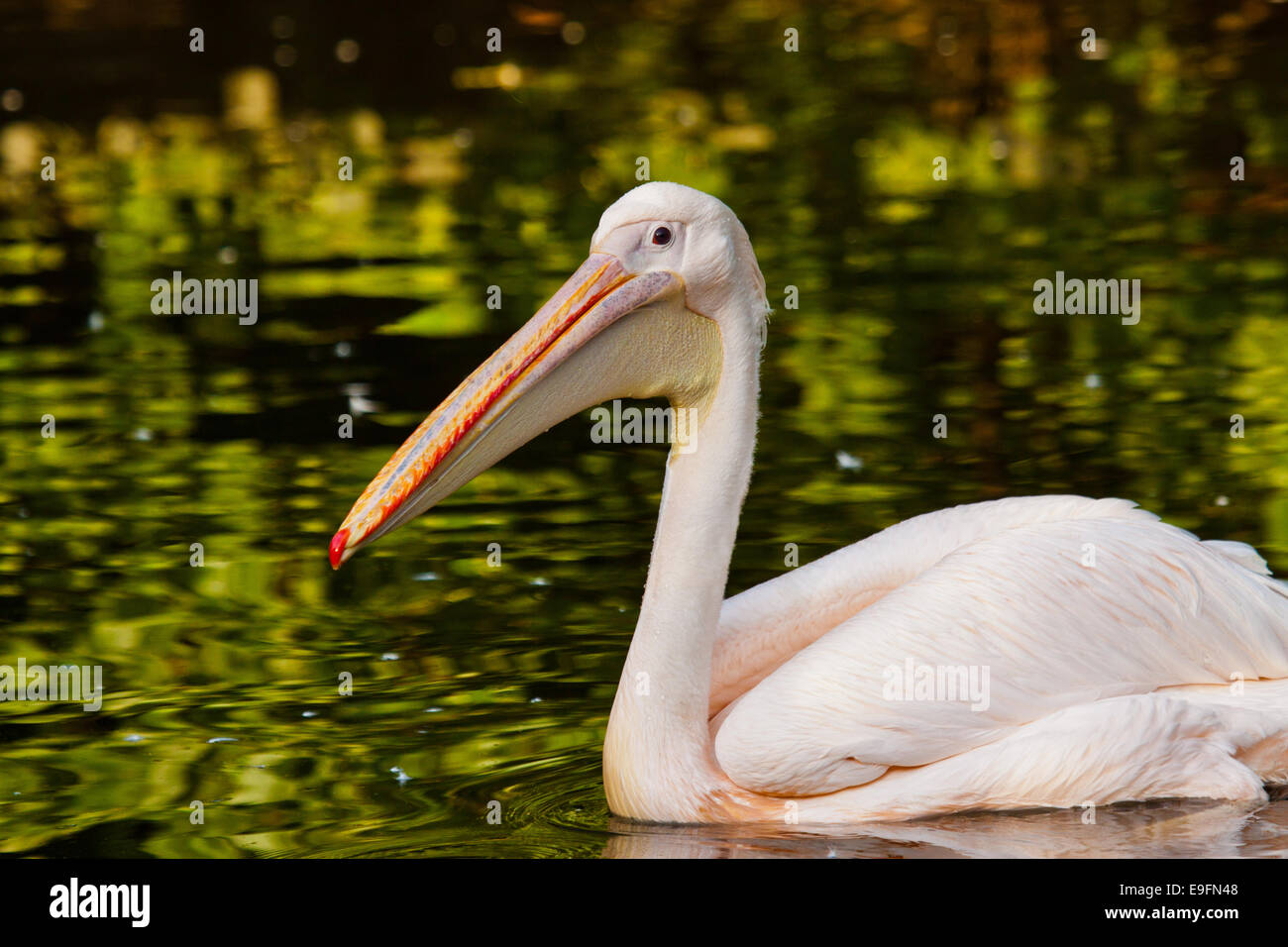 Great White Pelican (Pelecanus Onocrotalus Stock Photo - Alamy