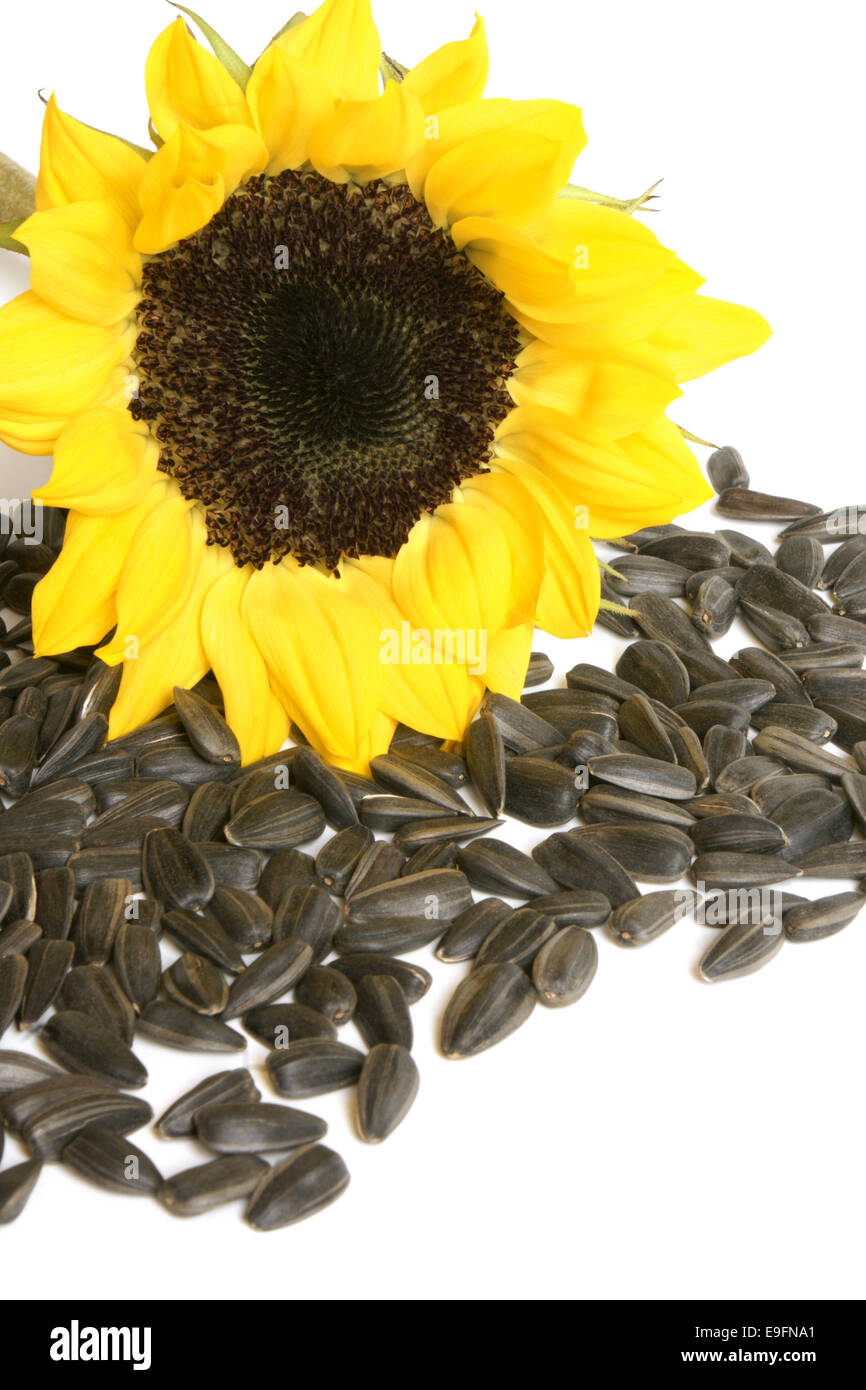 Yellow sunflower and sunflower seeds Stock Photo Alamy