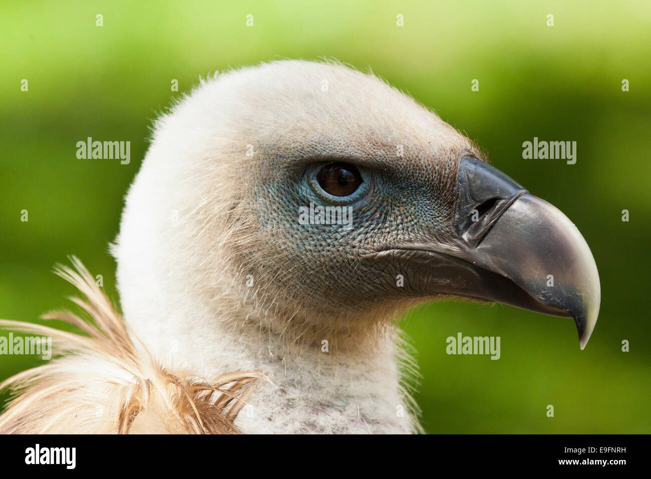Griffon Vulture (Gyps fulvus) Stock Photo